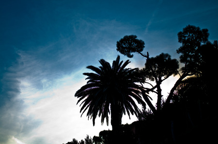 silhouette of palm trees at sunset with a blue sky backgroundの写真素材