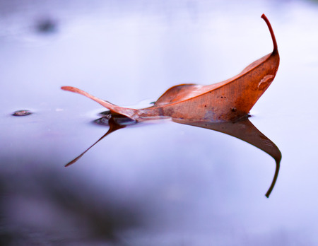 colorful autumn leaves floating in the waterの写真素材