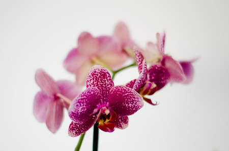 purple orchid petals on white backgroundの写真素材