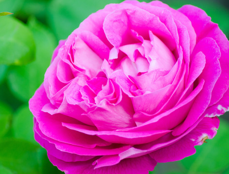 pink with purple petals on a green garden backgroundの写真素材