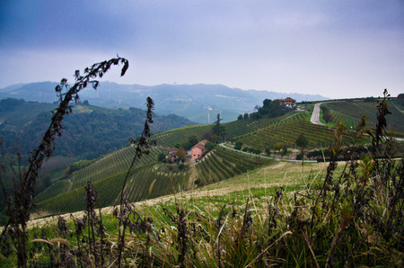 the hills of the Piedmont vineyards in the early fall during the harvest