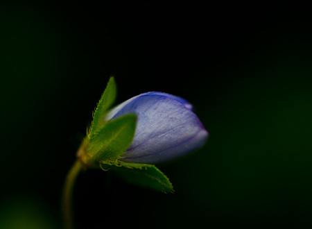 violet petals closed from vivid color on a black backgroundの写真素材