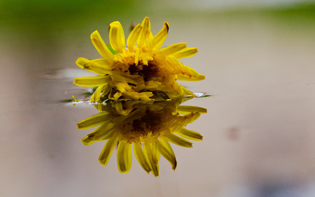 yellow flower reflected in the water of a pondの写真素材