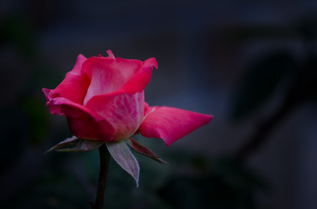 Three red rose buds with cobwebs and ants on blurred backgroundの写真素材