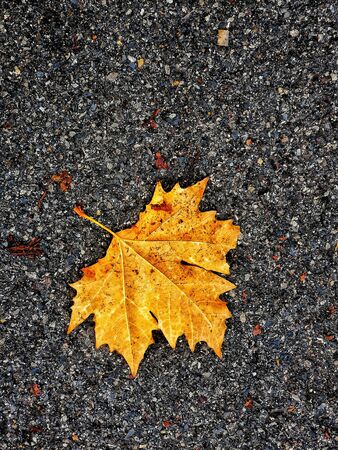 autumnal yellow leaf on asphalt country roadの写真素材