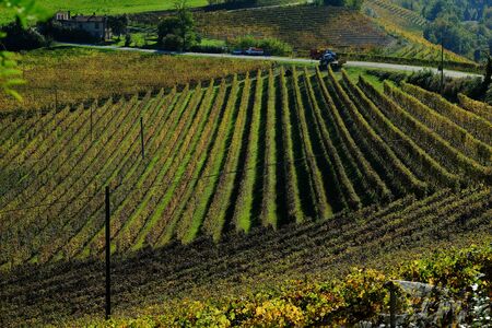 Typical landscapes of the Piedmontese Langhe during the harvest of prigiate grapes of this beautiful...