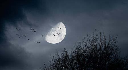 horror landscape with bare plants, full moon and birdsの写真素材
