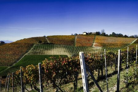 vineyards landscapes in the Piedmontese Langhe near Alba, during the autumn harvest period