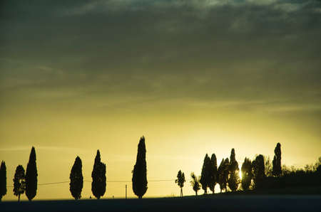 cypress trees photographed at sunset in a beautiful chianti valley in siena, tuscanyの写真素材