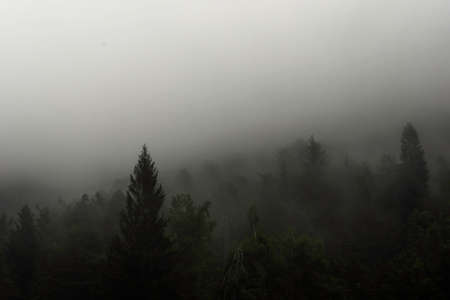 pines and firs immersed in the fog and morning mist typical of the winter season