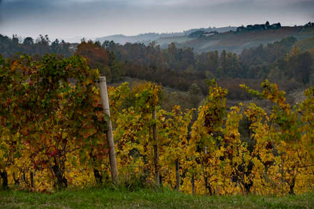 landscapes of the Piedmontese Langhe in autumn after the harvest
