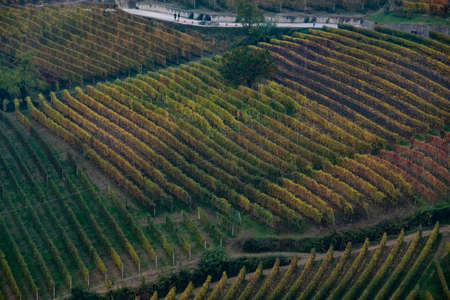 landscapes of the Piedmontese Langhe near Alba, immediately after the harvest in autumn