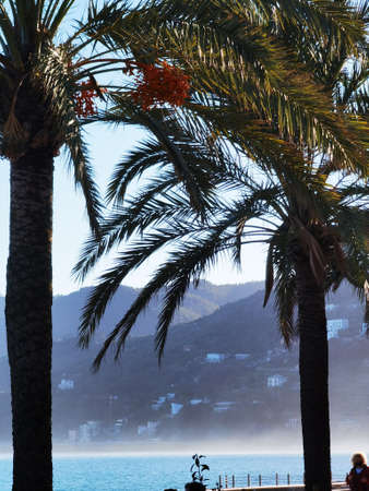 seascape of palm trees at sunset in a well-known Ligurian tourist resort