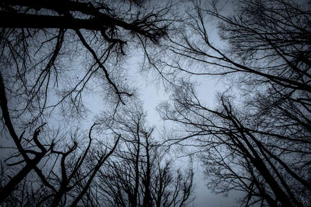 Silhouette of bare branches of trees against the background of the skyの写真素材