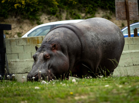 specimen of huge adult hippo while walking