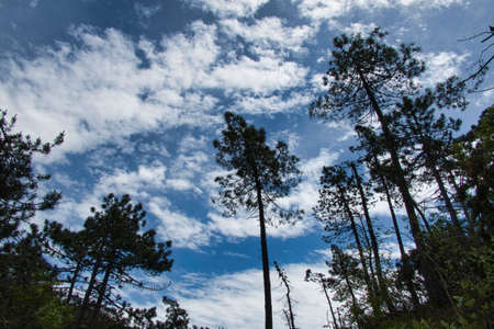 trees of a Ligurian wood photographed in spring in a park in Sassello