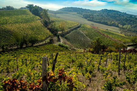 The hills full of vineyards of Santo Stefano Belbo, the area of Muscat wine in Piedmont, immediately...