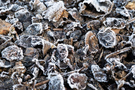 texture of leaves frozen by the night frost during a winter morning in Italyの写真素材
