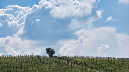 landscapes of the Piedmontese Langhe of Barolo and Monforte d'Alba in the period of spring 2022の写真素材
