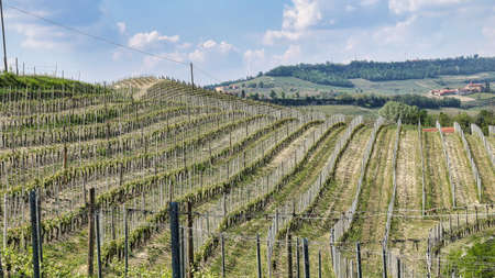 the landscapes of the vineyards and the countryside of the Piedmontese Langhe near Barolo and...