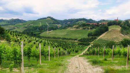 a beautiful texture of grape vineyards in the Piedmontese Langhe in MontÃ  d'Alba, in the summer of 2022の写真素材