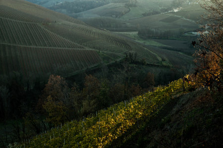 Autumn vineyards in Langhe, Piedmont, Italyの写真素材