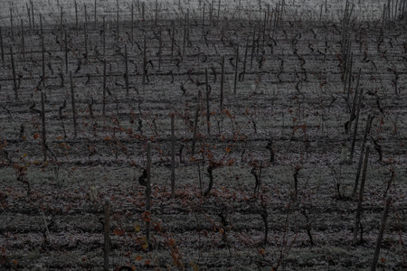 texture of vineyard rows in the Piedmontese Langhe in the winter of 2023 Januaryの写真素材
