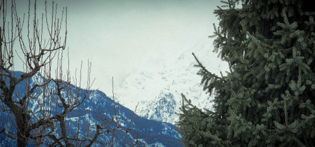 Winter landscape in the mountains. Snow-capped mountains and coniferous trees.