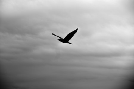 Silhouette of a seagull flying in the cloudy skyの写真素材