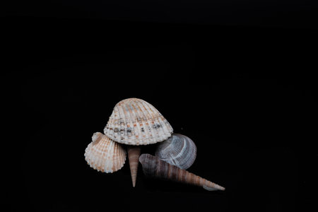 seashells on a black background, closeup of photo