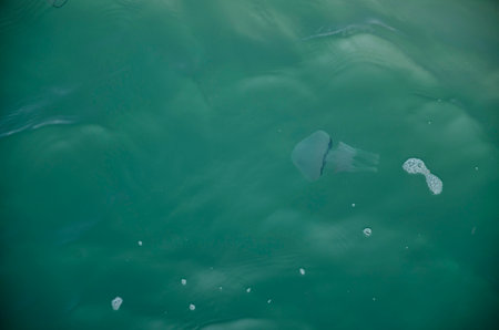 Jellyfish in the sea. Jellyfish swimming in the sea. Jellyfish in the sea.
