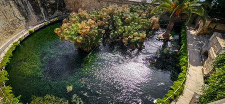 The Fonte Aretusa is a body of water on the island of Ortigia, in the oldest part of the Sicilian city of Syracuse.の写真素材