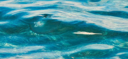 The jellyfish in the Ligurian Sea of ââSpotorno. It is a planktonic animal, mostly marine, belonging to the phylum Cnidaria. Generally it represents a stage of the life cycle thatの写真素材