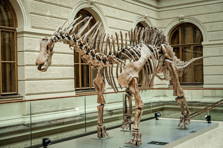 The skeleton of a Tyrannosaurus rex, a dinosaur from the Jurassic era, in the National Museum in Prague.の写真素材