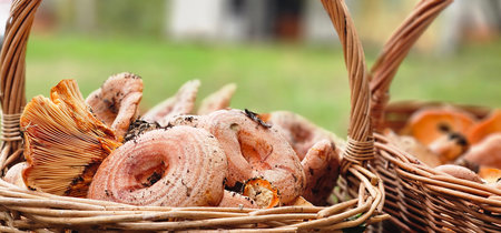 Dried mushrooms in a wicker basket on a green grass background.の写真素材