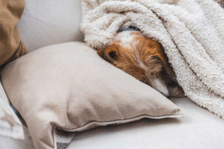 Older dog lying on the sofa with a blanketの写真素材