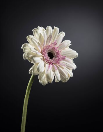 White flower with black background.の写真素材