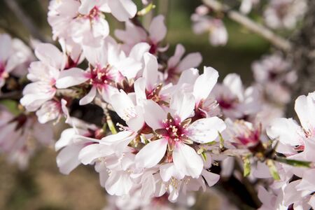 Almond tree flowers at the beginning of winter in southern Spainの写真素材