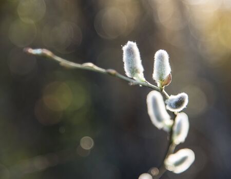 willow buds in the winter near a stream in southern Spainの写真素材