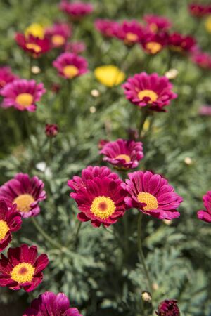 Spring flowers in garden bedsの写真素材