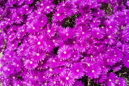 Spring flowers in garden bedsの写真素材