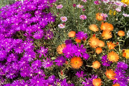 Spring flowers in garden bedsの写真素材