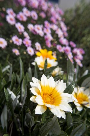 Spring flowers in garden bedsの写真素材