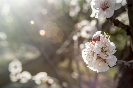 Spring flowers in garden bedsの写真素材