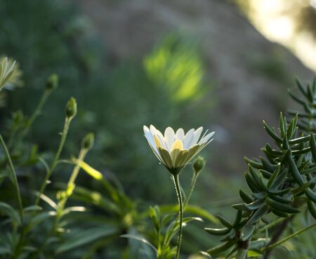 Spring flowers in garden bedsの写真素材