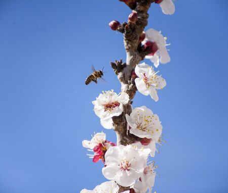 Spring flowers in garden beds