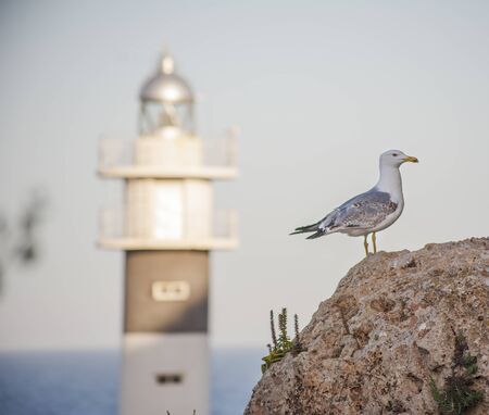 Lighthouse an seagull in the port of the Spanish city of Aguilasの写真素材