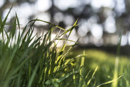 green leaves in the mediterranean forestの写真素材