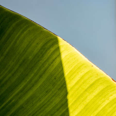 Light breaking into a large green leaf creating geometric shapes