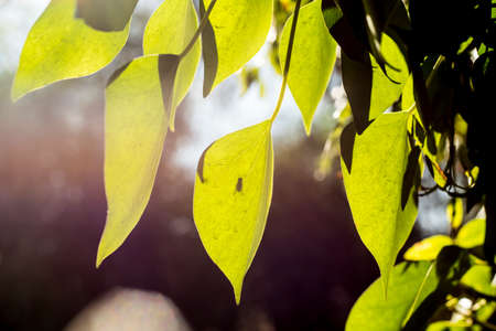 Variety of leaves and flowers with very nice bokeh